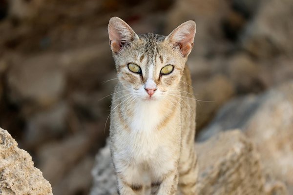 ¿Cómo organizar un taller de reciclaje en tu comunidad?