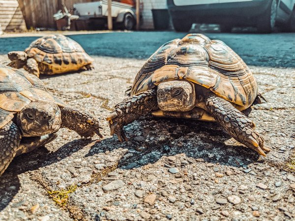 ¿Qué cuidados especiales necesitan las tortugas terrestres durante el invierno?
